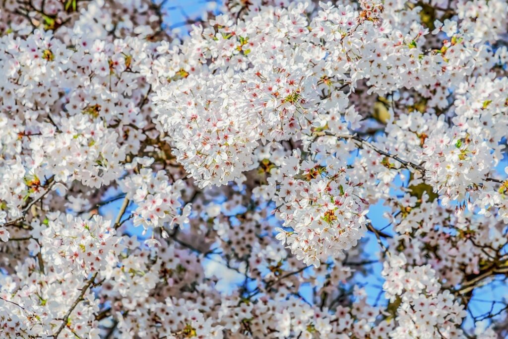 Cherry Blossoms